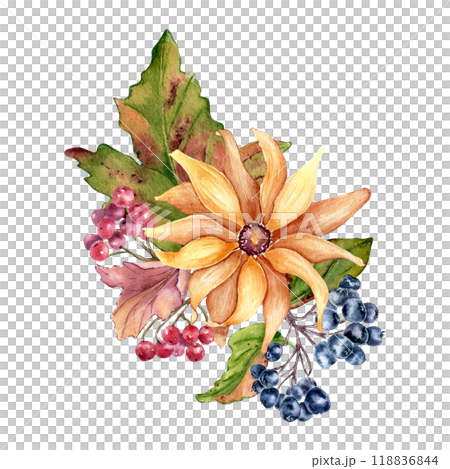 Colorful fall watercolor illustration of yellow rudbeckia flower and chokeberry isolated. Coneflowers, daisy, leaves and rowan hand drawn botanical composition. Autumn bloom sunflower hand painted. 118836844