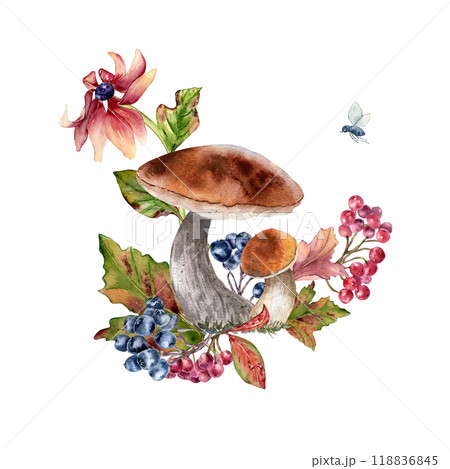 Mushrooms with brown cap and autumn red black berries in watercolor composition isolated. Pink coneflowers and rowan, viburnum berry painted. Autumn illustration with wild forest plants hand drawn. 118836845