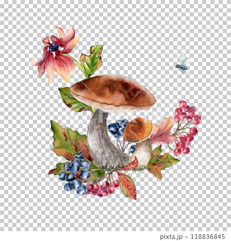 Mushrooms with brown cap and autumn red black berries in watercolor composition isolated. Pink coneflowers and rowan, viburnum berry painted. Autumn illustration with wild forest plants hand drawn. 118836845