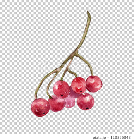 Watercolor illustration of red viburnum berries on branch isolated on white. Bunch of guelder rose berries in botanical sketch hand painted. Snowball tree berries hand drawn for package, autumn theme. 118836848