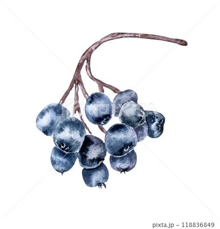 Bunch of black chokeberry watercolor illustration isolated on white. Aronia berries on tree branch in botanical sketch hand painted. Black fruits berry hand drawn for label, package, autumn theme. Bunch of black chokeberry watercolor illustration isolated on white. Aronia berries on tree branch in botanical sketch hand painted. Black fruits berry hand drawn for label, package, autumn theme. 118836849