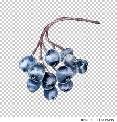 Bunch of black chokeberry watercolor illustration isolated on white. Aronia berries on tree branch in botanical sketch hand painted. Black fruits berry hand drawn for label, package, autumn theme. Bunch of black chokeberry watercolor illustration isolated on white. Aronia berries on tree branch in botanical sketch hand painted. Black fruits berry hand drawn for label, package, autumn theme. 118836849