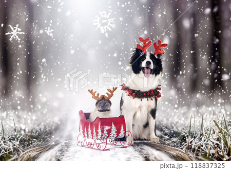 young Yakutian Laika and siamese cat 118837325