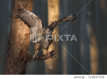 Eurasian eagle-owl in nature Eurasian eagle-owl in nature 118837329