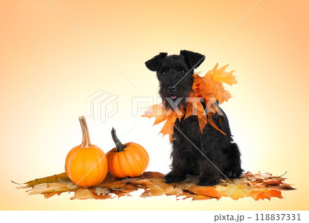miniature schnauzer and halloween 118837331