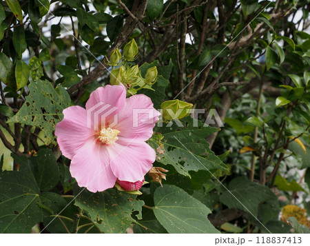 薄日を浴びたピンクのフヨウ（芙蓉の花とつぼみのクローズアップ） 118837413