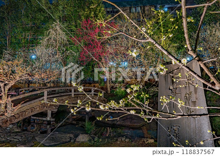 文京梅まつり 118837567