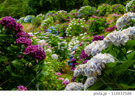 仮屋橋あじさい園の風景（鹿屋市） 118837586