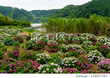 仮屋橋あじさい園の風景（鹿屋市） 118837587
