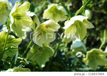 春3月の庭に咲く黄緑色のクリスマス・ローズの花 春3月の庭に咲く黄緑色のクリスマス・ローズの花 118837864