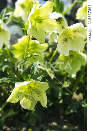 春3月の庭に咲く黄緑色のクリスマス・ローズの花 春3月の庭に咲く黄緑色のクリスマス・ローズの花 118837865