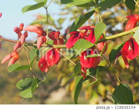 青空とアメリカデイゴ(赤い花やつぼみをつけた梯梧) 青空とアメリカデイゴ(赤い花やつぼみをつけた梯梧) 118838154