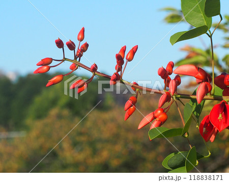 秋空と朝日を浴びたアメリカデイゴ（公園の赤い梯梧の花とつぼみ） 118838171