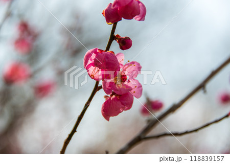 春の訪れを告げる梅の花 118839157