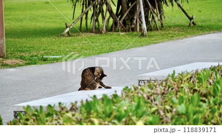 公園で毛繕いする猫 118839171