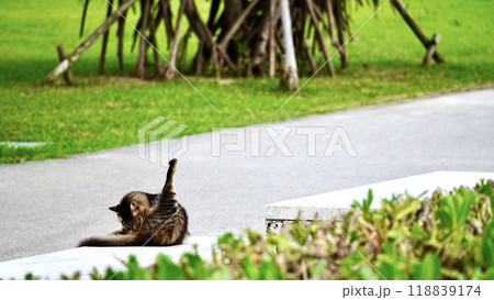 公園で毛繕いする猫 公園で毛繕いする猫 118839174