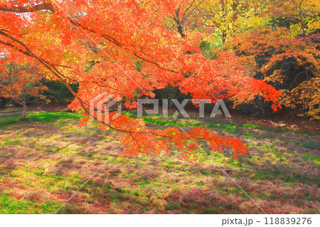 鮮やかな扇谷の紅葉 118839276