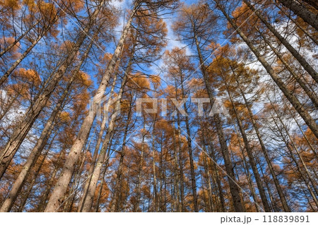 Witness the calming effect of dawn in a pine wilderness through a horizontal photo, where the silhouette of trees creates a tranquil atmosphere in the morning light. Witness the calming effect of dawn in a pine wilderness through a horizontal photo, where the silhouette of trees creates a tranquil atmosphere in the morning light. 118839891