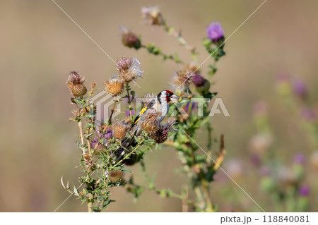 From the life of the European goldfinch 118840081