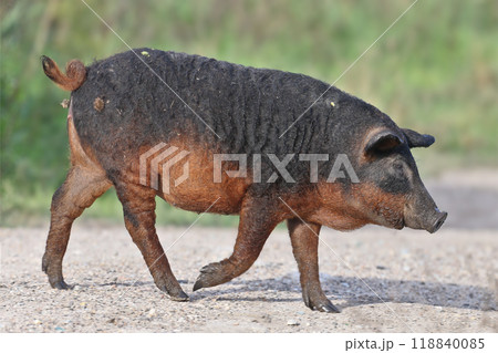 These amazing sheep pigs 118840085