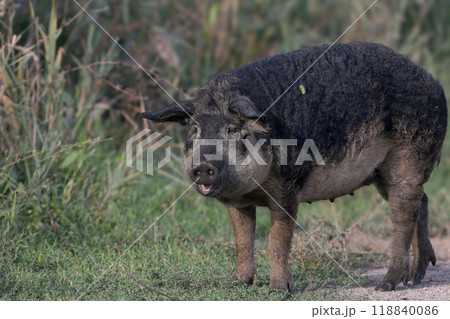 These amazing sheep pigs These amazing sheep pigs 118840086