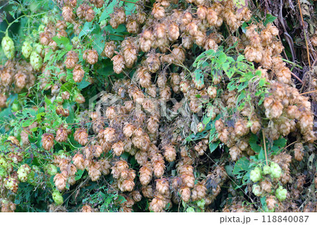 Humulus, or hop Humulus, or hop 118840087