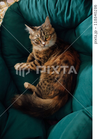 Beautiful three-colored kitten lying on a green pillow Beautiful three-colored kitten lying on a green pillow 118840286