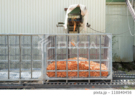 【北海道　人参の洗浄】 118840456