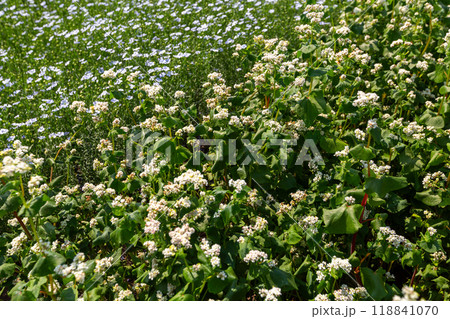 Close up of flowers of buckwheat. Blooming buckwheat field 118841070