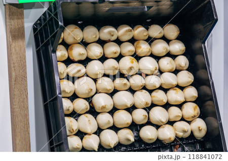 special boxes for forcing tulip bulbs on an industrial scale special boxes for forcing tulip bulbs on an industrial scale 118841072