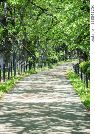 埼玉県立権現堂公園 埼玉県立権現堂公園 118841256