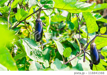 家庭菜園の千両茄子 118841388