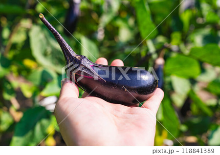 家庭菜園に実る千両茄子 118841389