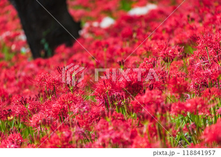 群生する彼岸花 群生する彼岸花 118841957