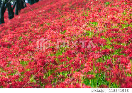 群生する彼岸花 118841958