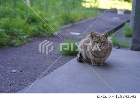 遠くからこちらを見ている麦わら模様のさくら猫 遠くからこちらを見ている麦わら模様のさくら猫 118842042
