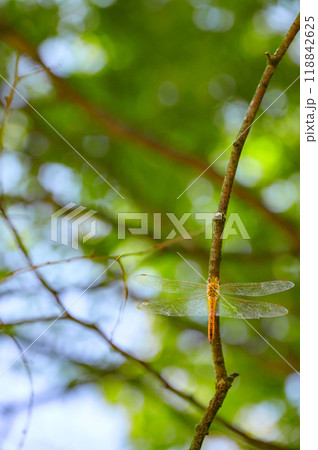 木漏れ日とトンボ【夏】 118842625