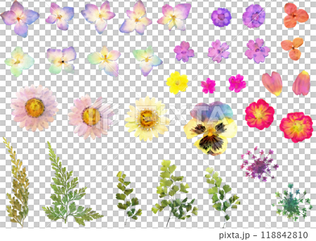 乾燥花插畫素材套裝5（壓花） 118842810