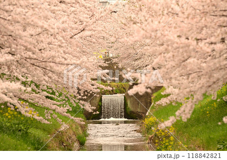 埼玉県深谷市唐沢川の満開の桜堤 埼玉県深谷市唐沢川の満開の桜堤 118842821