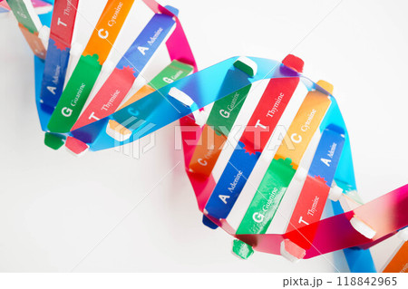 DNA molecule spiral structure model isolated on white background, chromosome and gene chemical science biology. 118842965