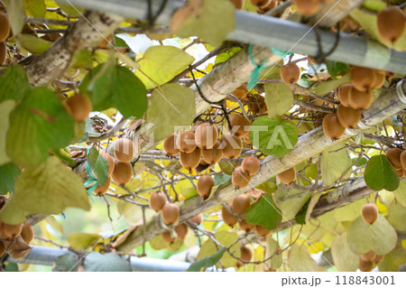 棚にぶら下がるキウイフルーツの実 118843001