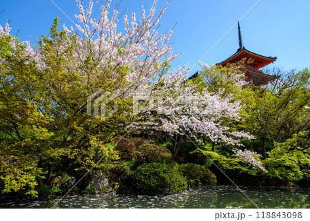 桜咲く池から望む清水寺三重塔 118843098