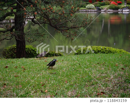 六義園の大泉水の畔に遊ぶムクドリ 118843159