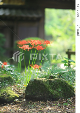 町田市薬師池公園　彼岸花 118843235