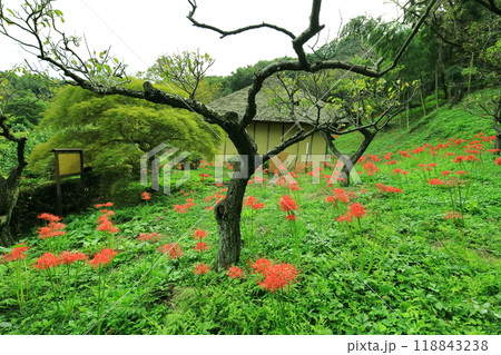 町田市薬師池公園　彼岸花 118843238