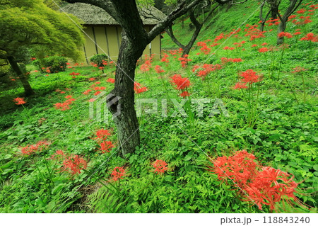 町田市薬師池公園　彼岸花 118843240