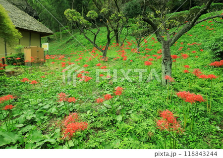 町田市薬師池公園　彼岸花 118843244