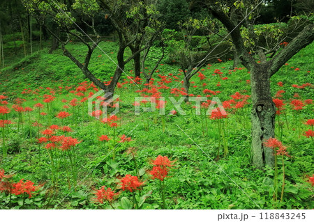町田市薬師池公園　彼岸花 118843245