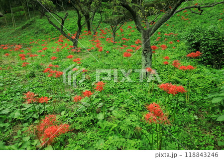 町田市薬師池公園　彼岸花 118843246