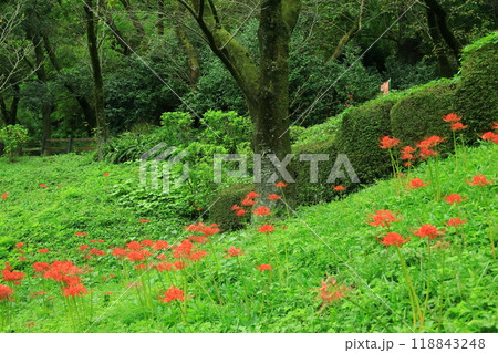 町田市薬師池公園　彼岸花 118843248